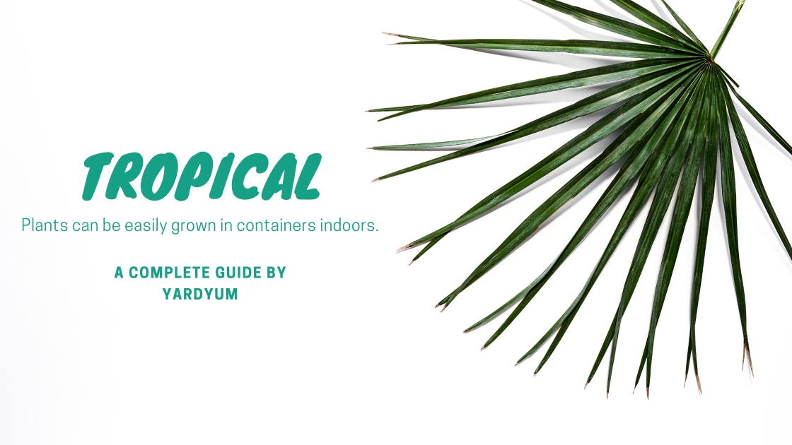 How to Grow Tropical Plants in Containers