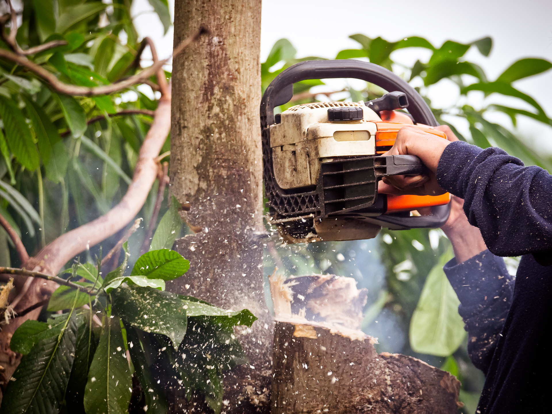 The Ultimate Guide to Tree Removal - Safe and Effective Methods