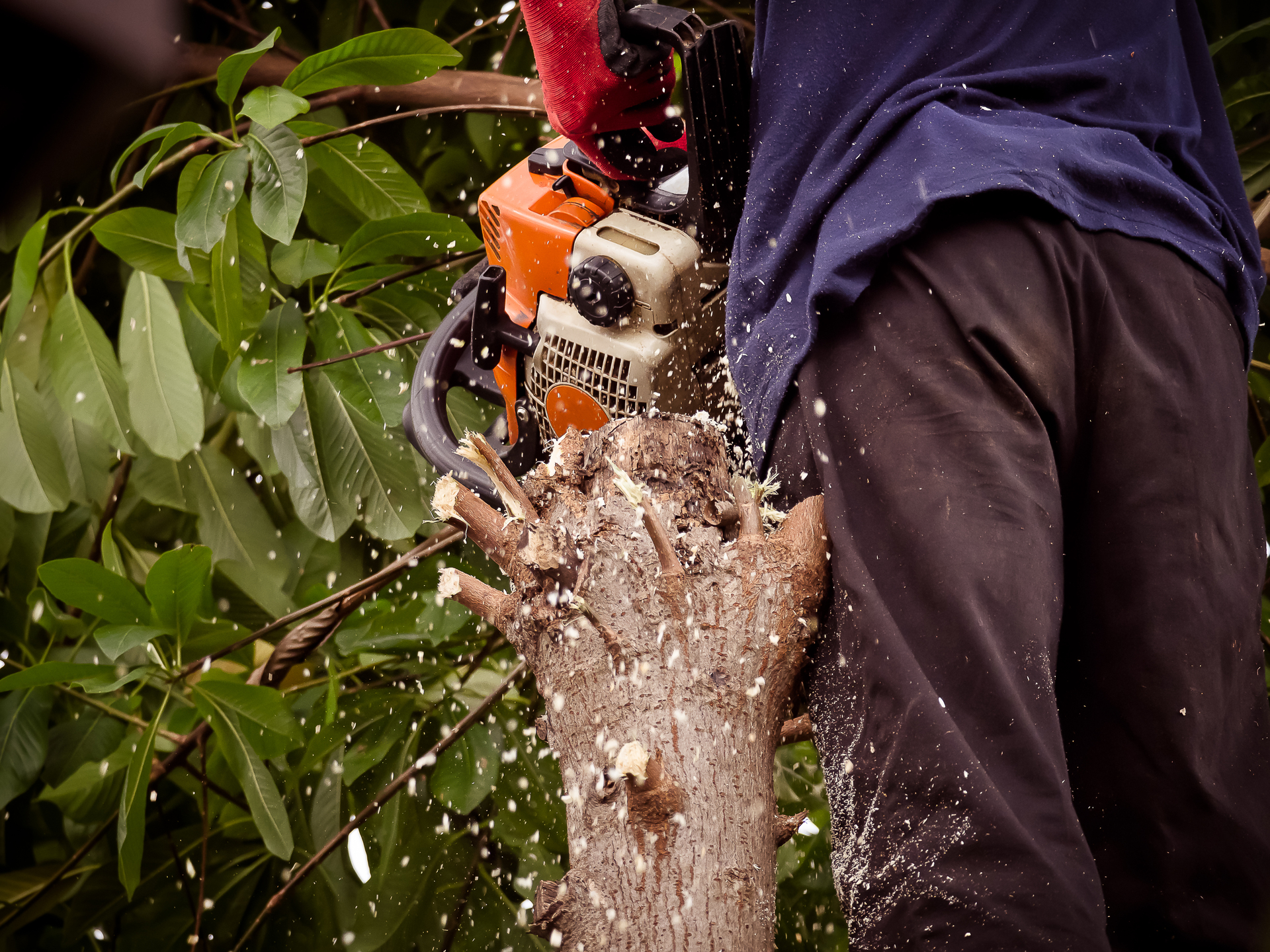 Effective Tree Removal Strategies for Safety and Space Optimization