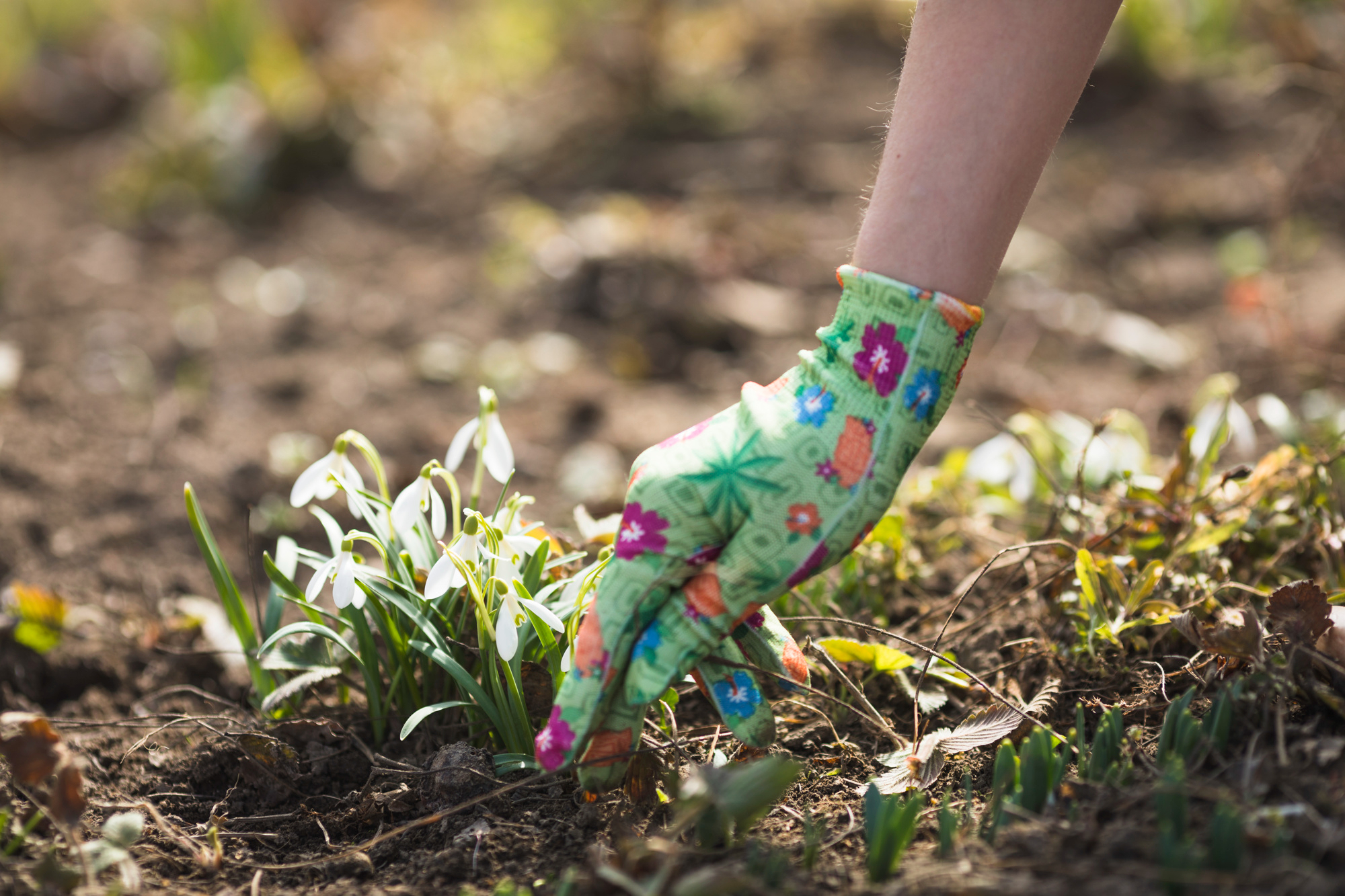 Starting a Garden From Scratch After a Long-Distance Move
