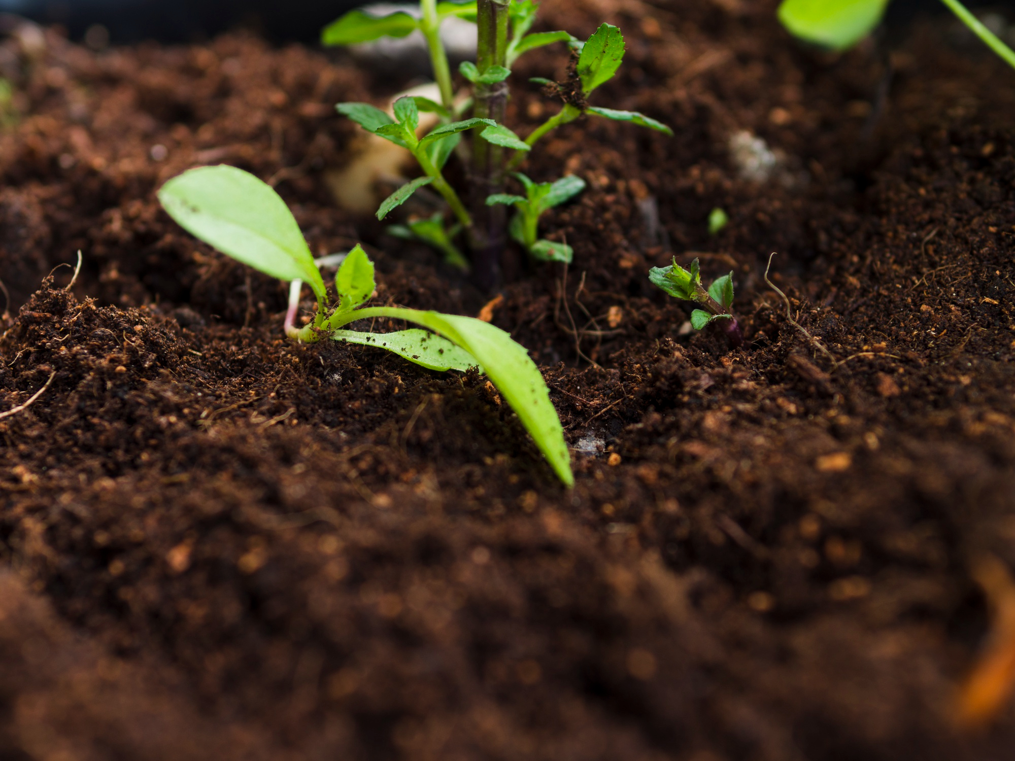 How to Choose the Right Topsoil for Your Connecticut Garden
