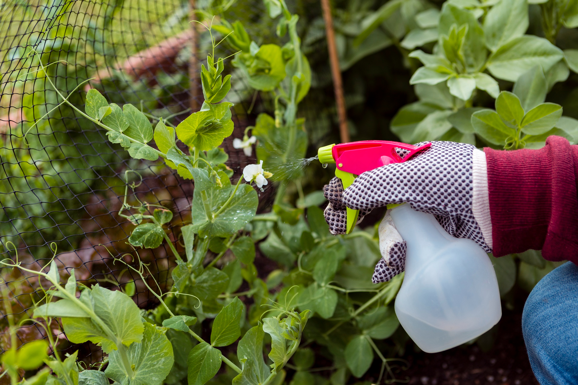 5 Garden Features That Could Be Quietly Attracting Pests to Your Backyard