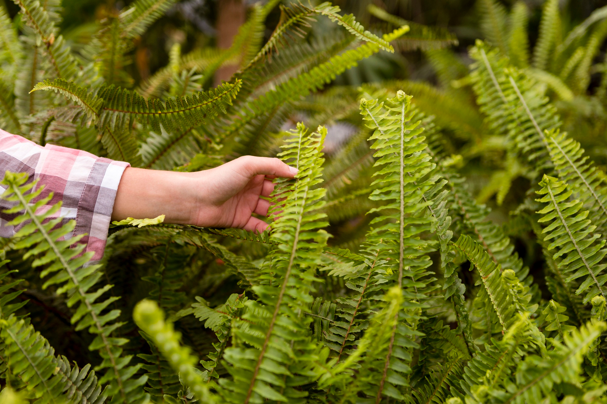 Incorporating Native Ferns into Your Landscape Design