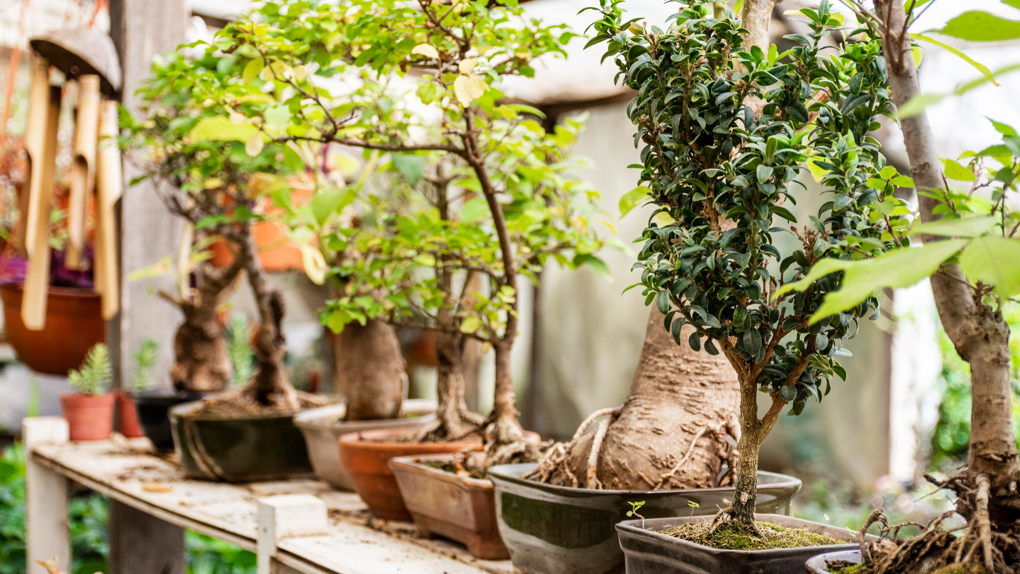 How to Create a Mediterranean Bonsai Corner in Your Garden