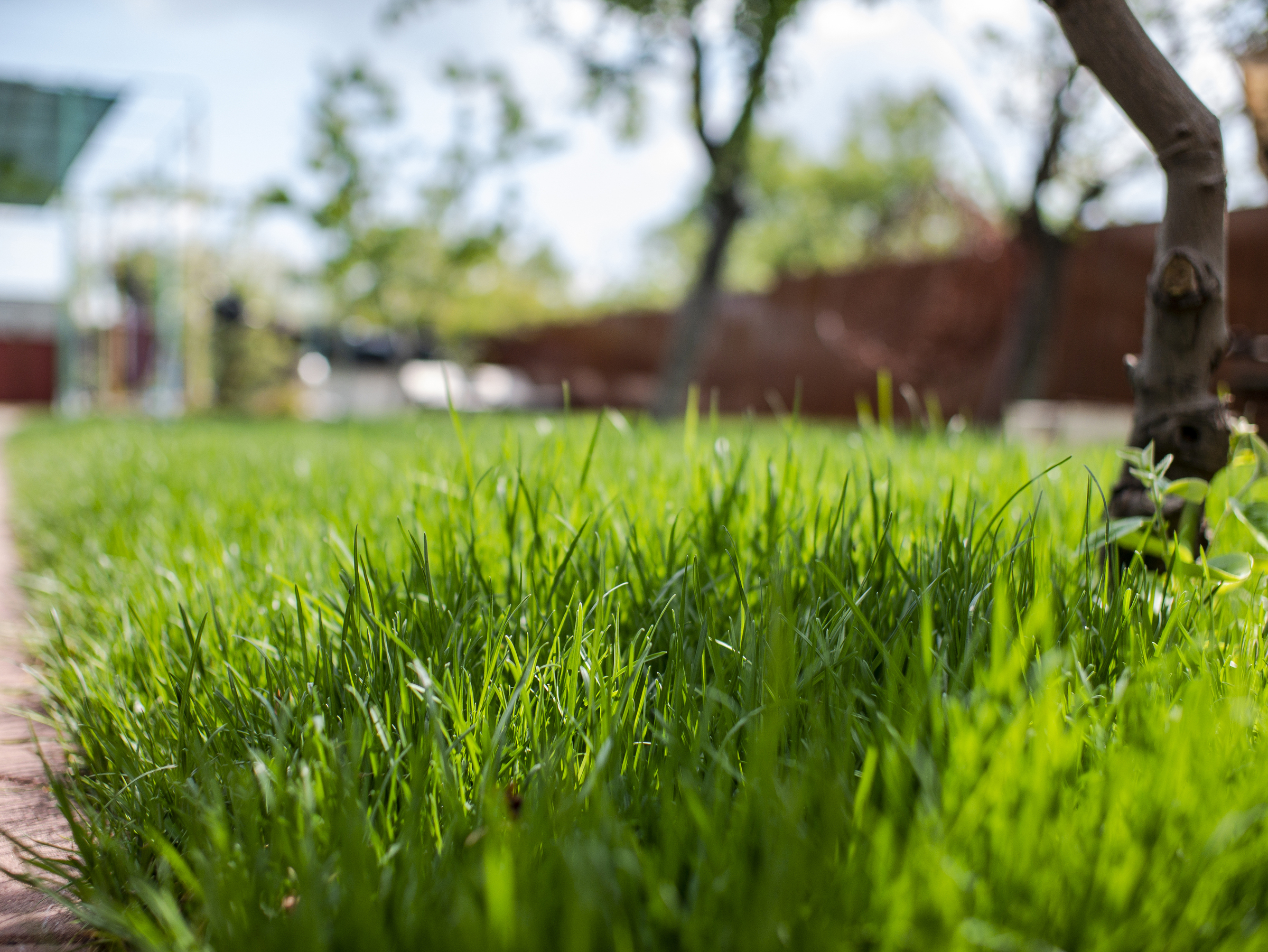 Eco-Friendly Lawn Care for a Greener Landscape