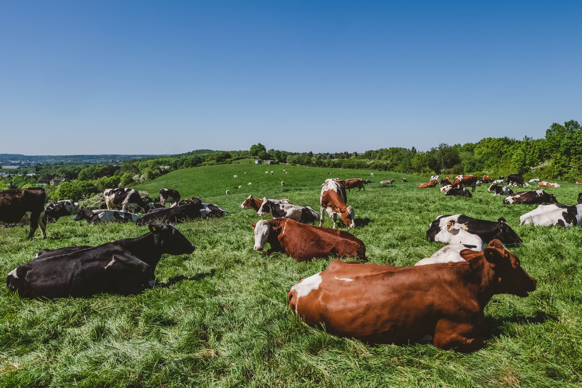 The Know-Your-Farmer Movement in Beef: What Suburban Families Are Doing
