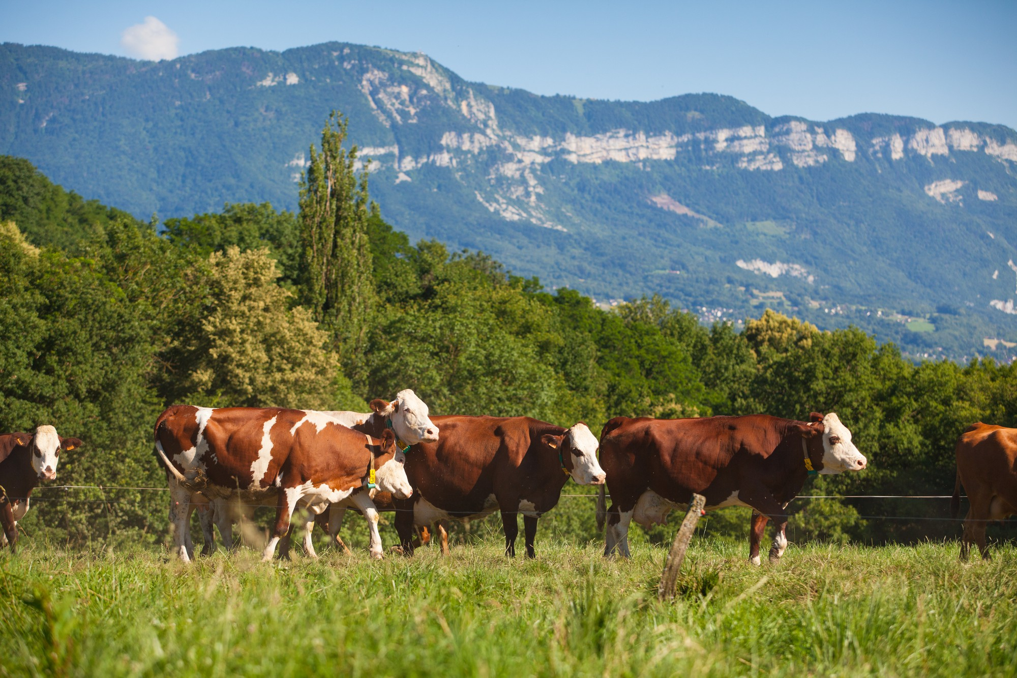 Cattle Handling Equipment That Makes Ranch Work Safer and Easier