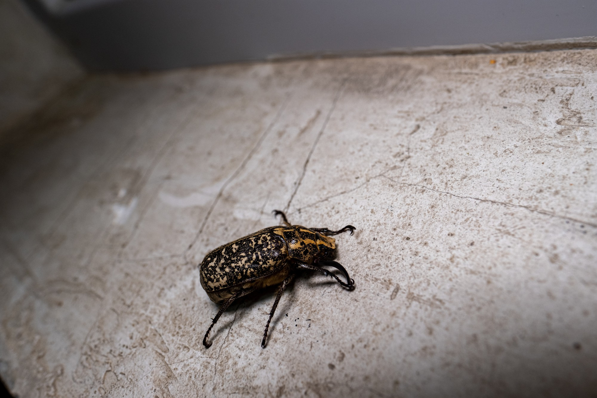 Natural Remedies for Brown Household Bugs: Say Goodbye to Chemicals