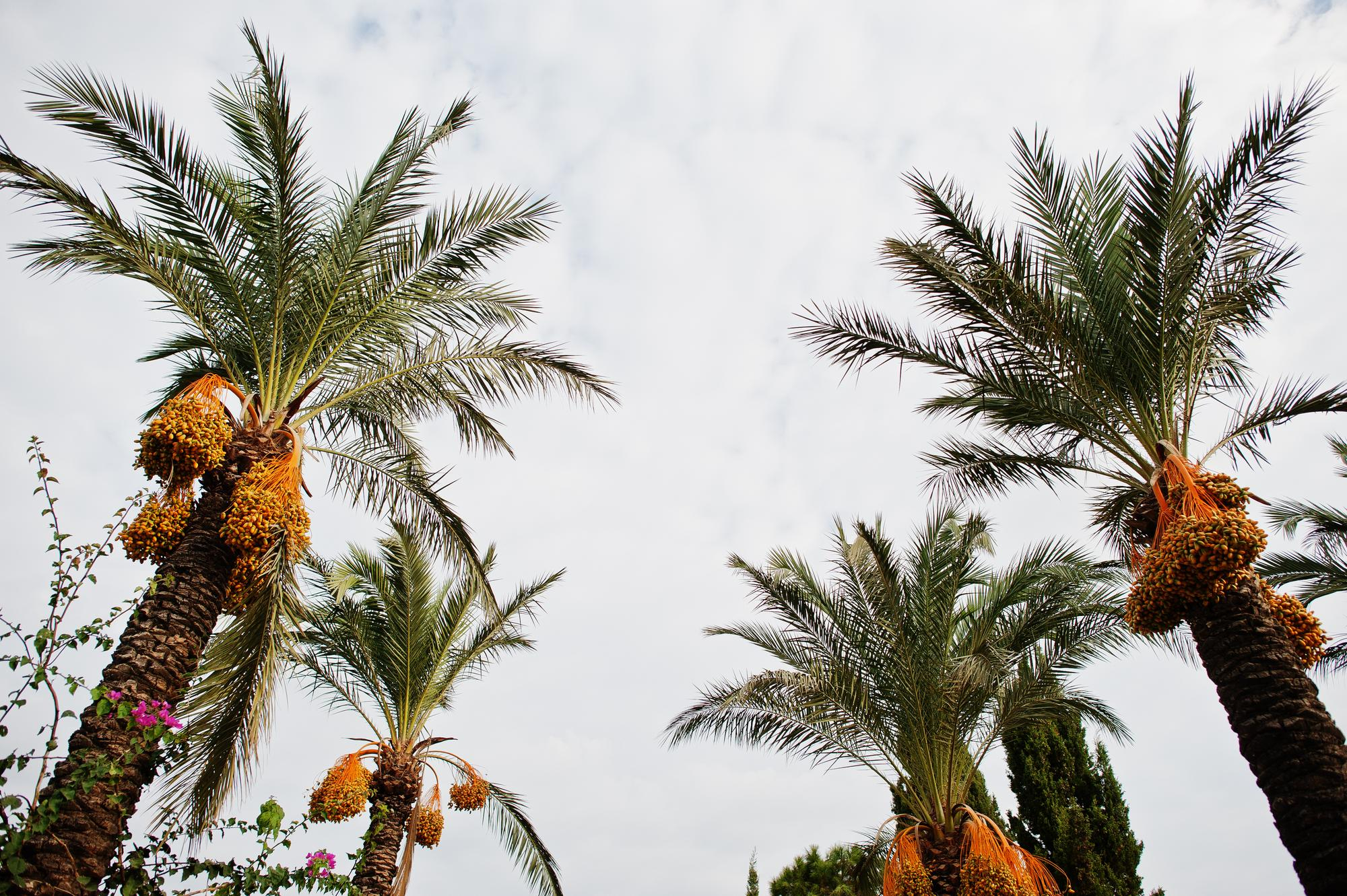 Why Palm Tree Trimming is Important for Homeowners in Arizona