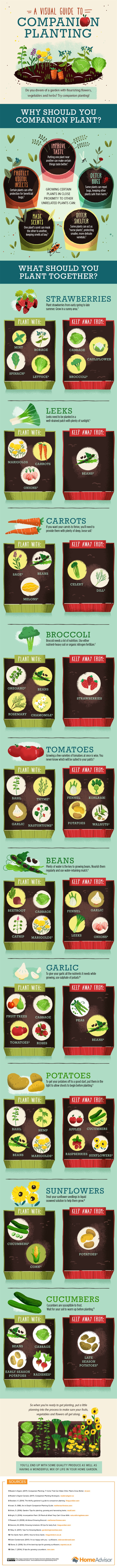 A visual Guide to Companion Planting Infographic