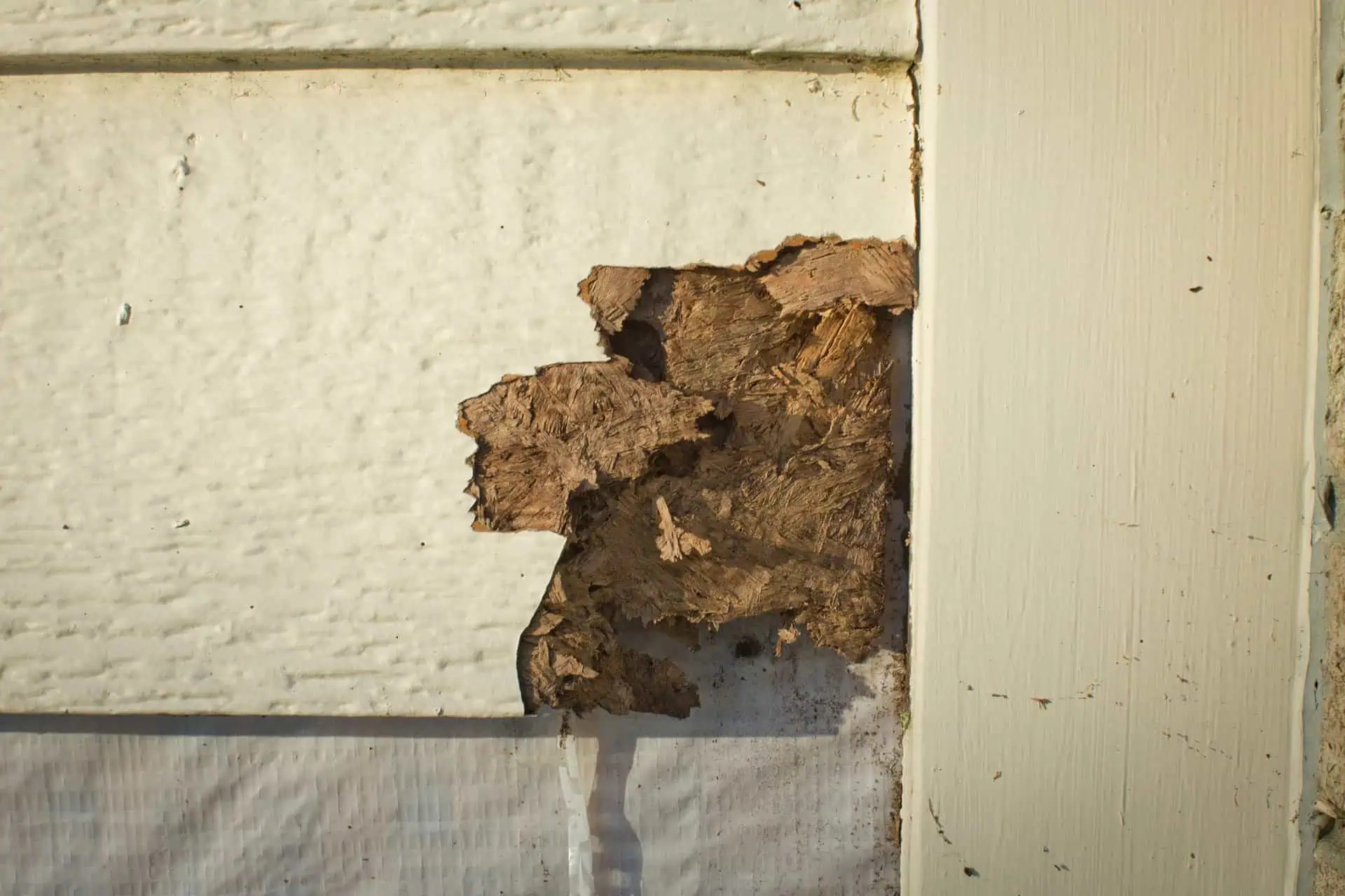 Why Termites Are a Bigger Threat to Homes Than Many Homeowners Realize