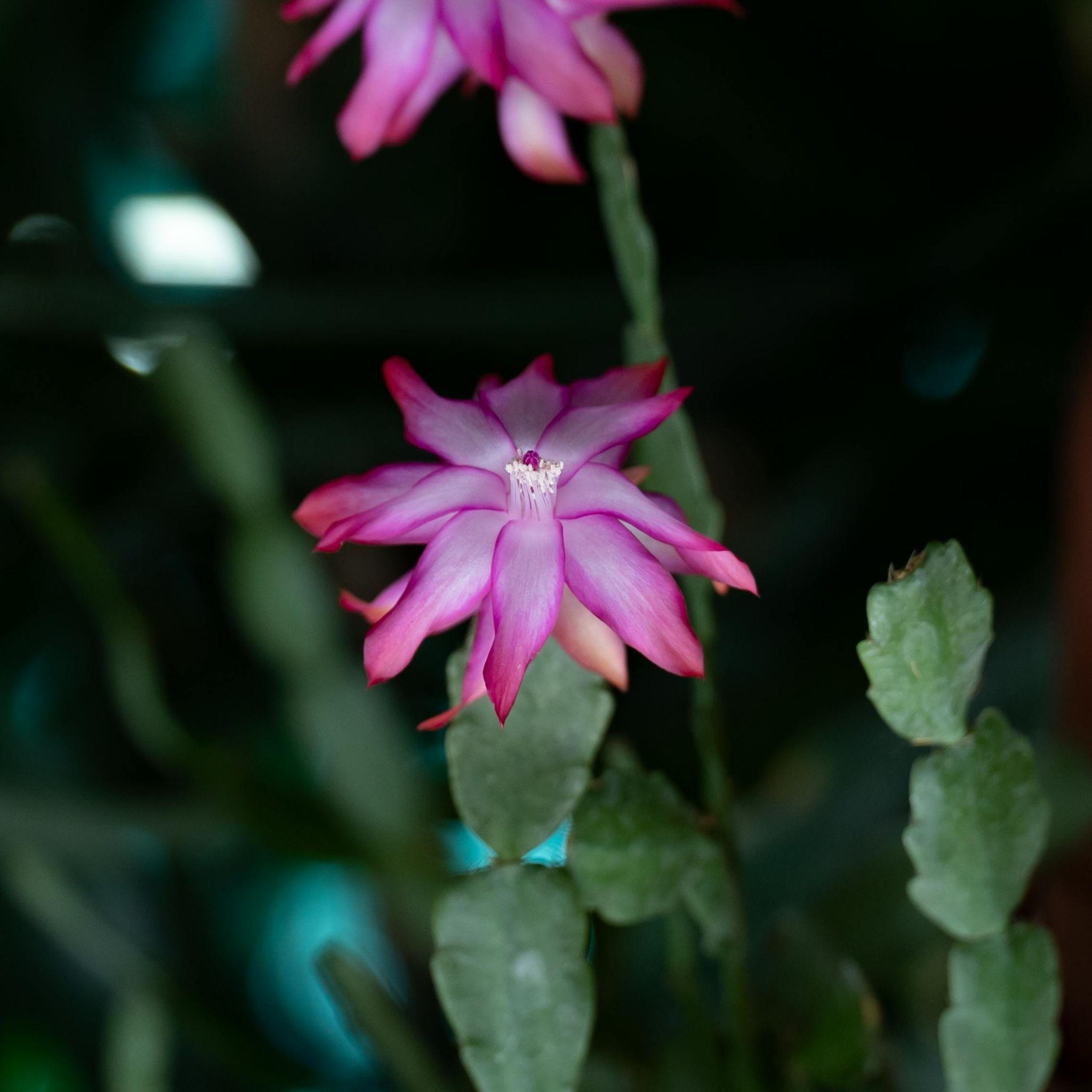 Different Types of Christmas Cacti (And How to Tell Them Apart)