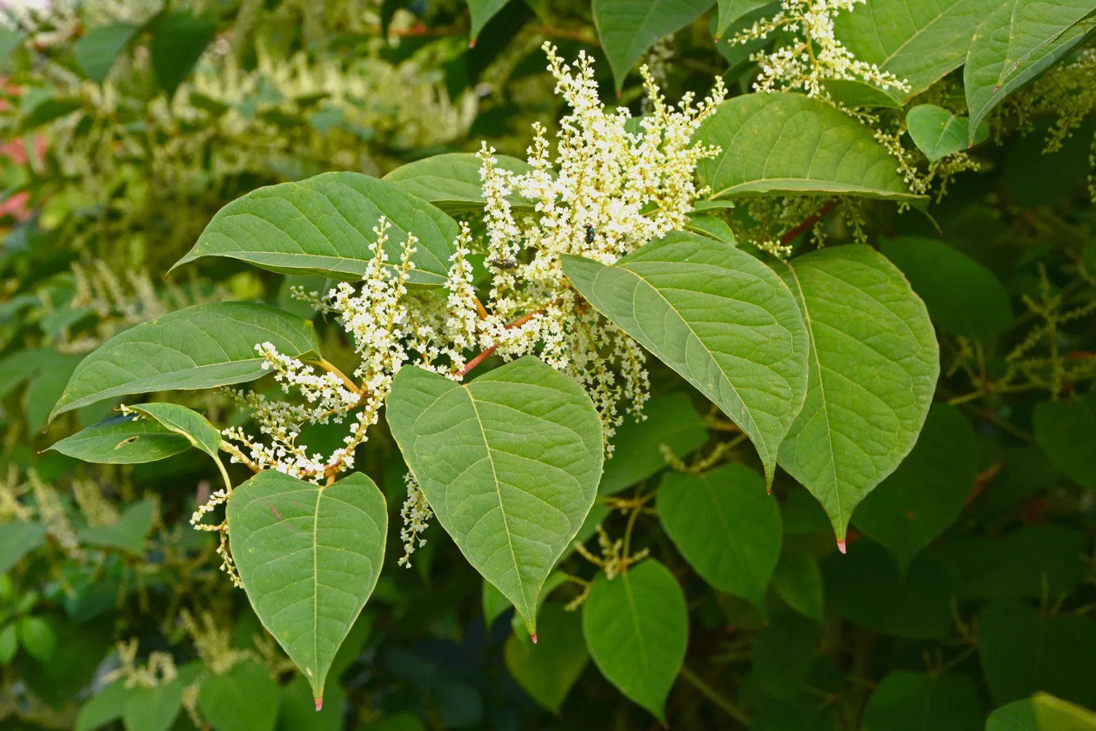 The Impact of Knotweed on Ecosystems and Biodiversity