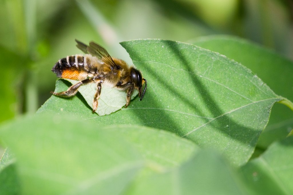 Things To Know About Leaf Cutter Bees