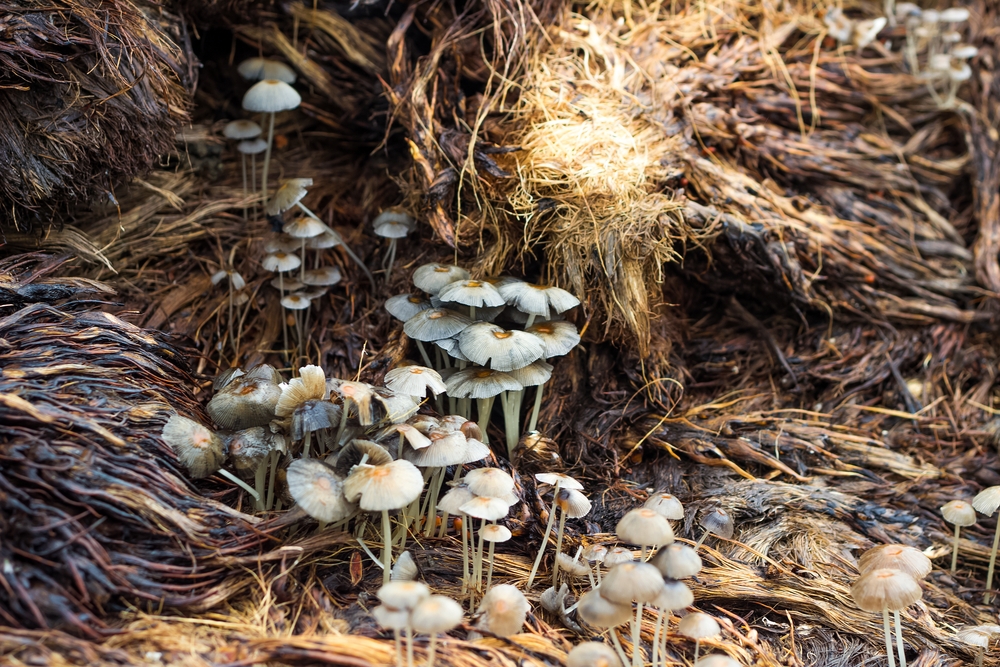 Mushroom Compost Pasteurizing