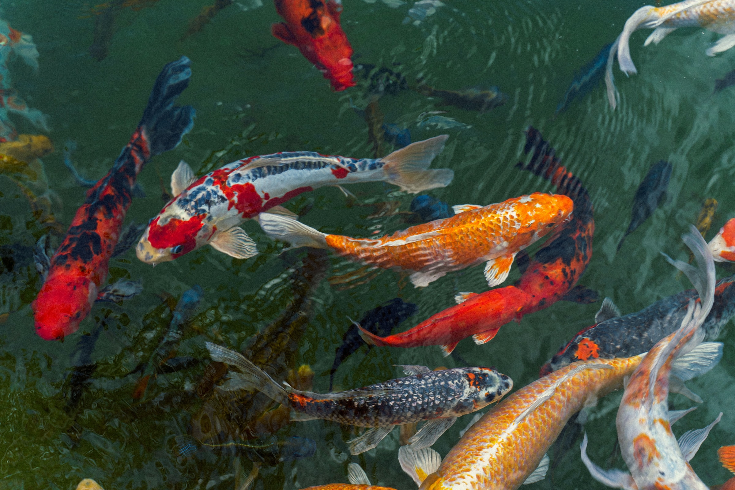 Pristine Ponds Unleashed: Unveiling the Secrets of Successful Koi Pond Filtration in Your Outdoor Haven