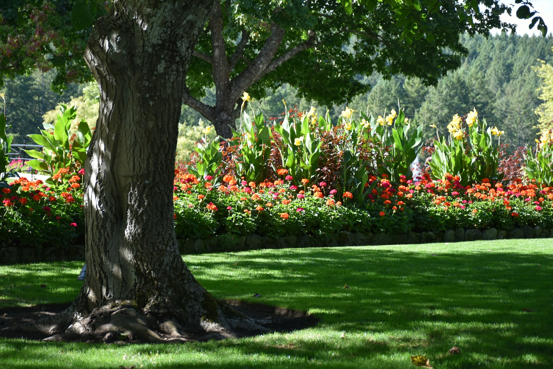 Boost Your Garden Plot: The Role of Trees in Soil Health
