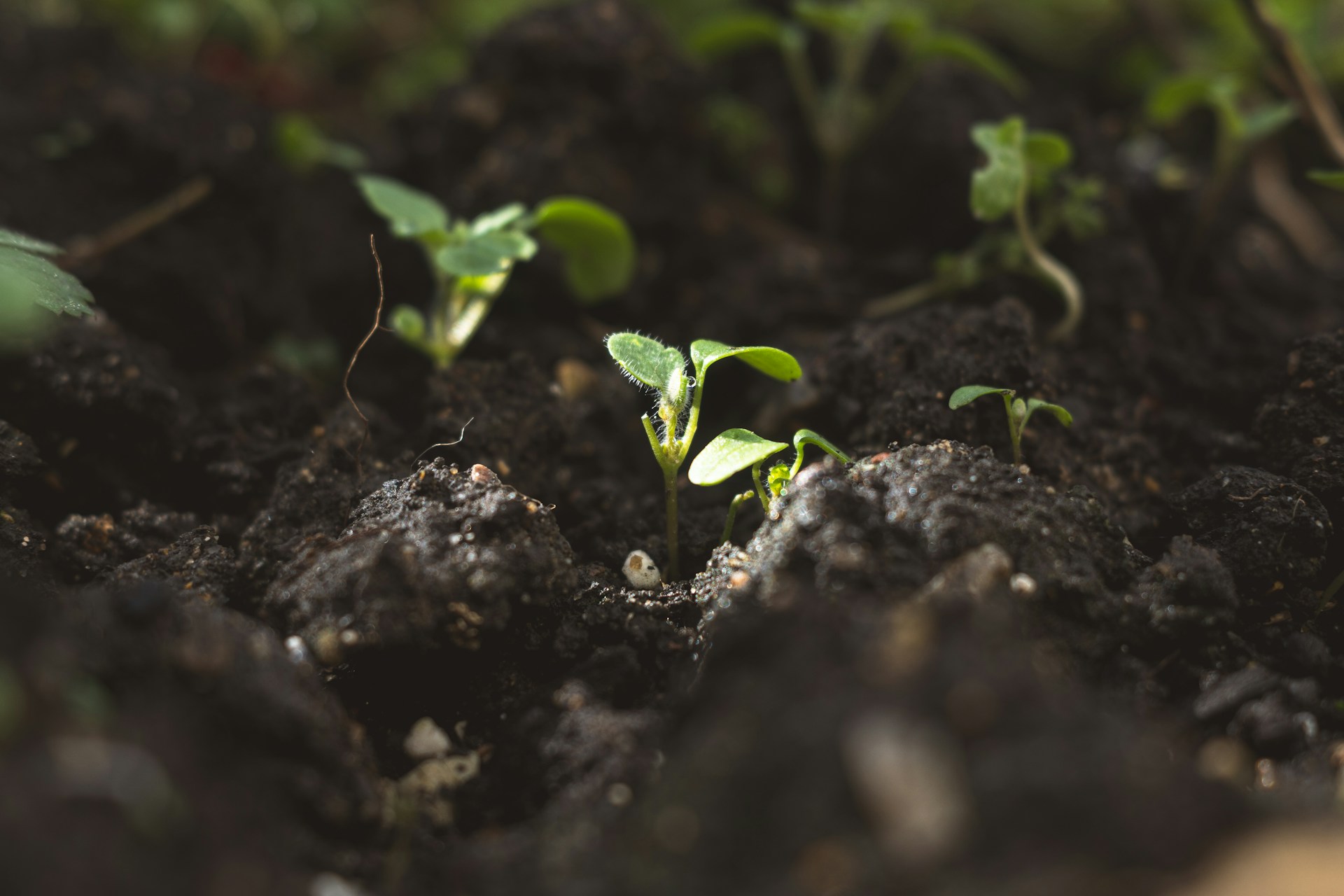 Protecting Your Garden Soil from Runoff Contaminants