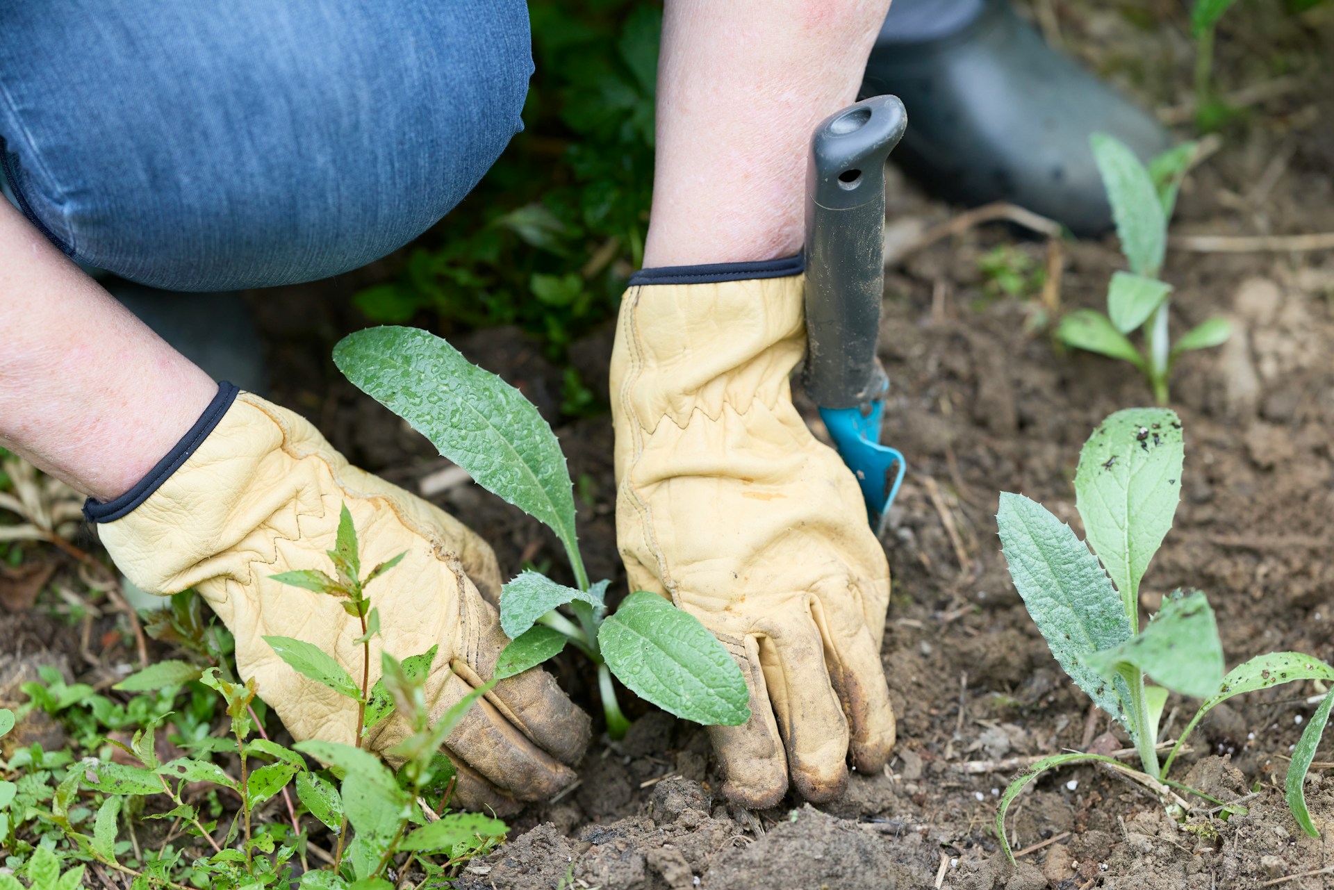 Clear Your Plot: Preparing Land for Productive Gardening