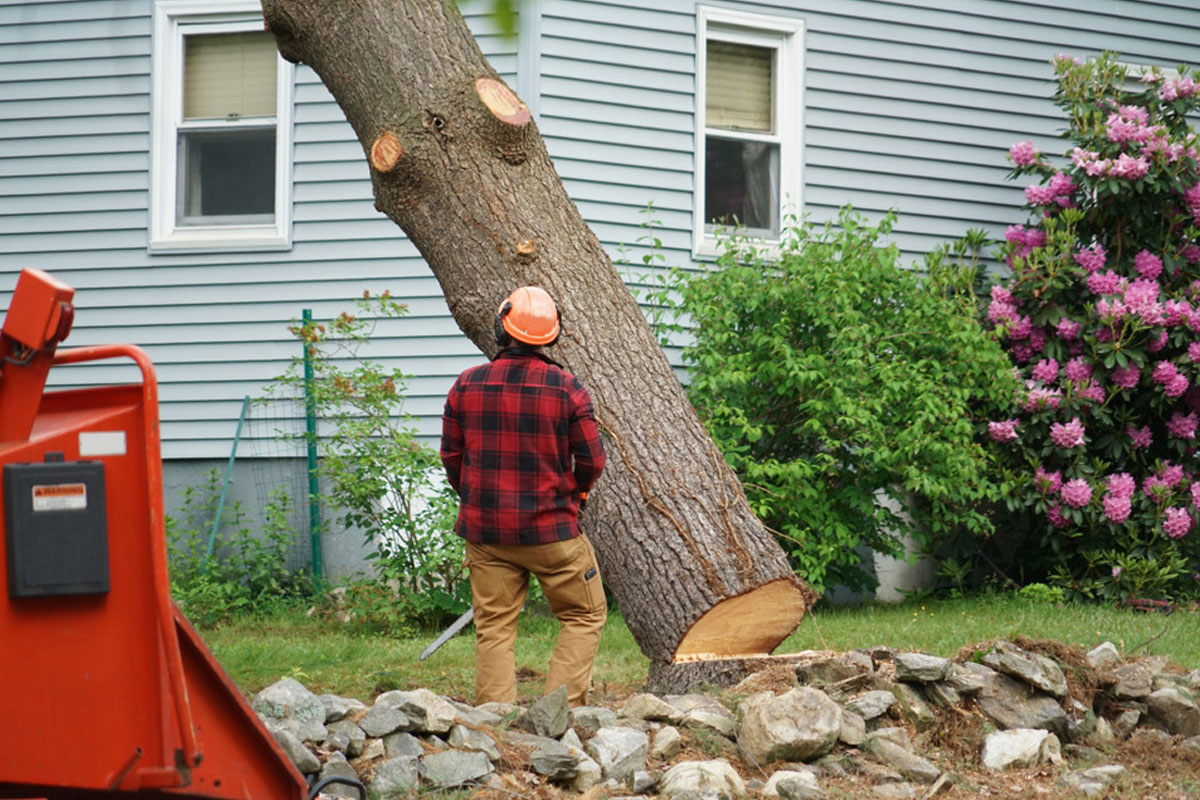 The Importance of Emergency Tree Removal after a Natural Disaster