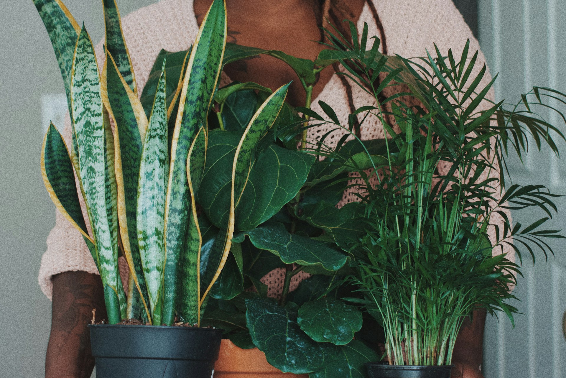 7 Easy Plants for Students to Grow Indoors