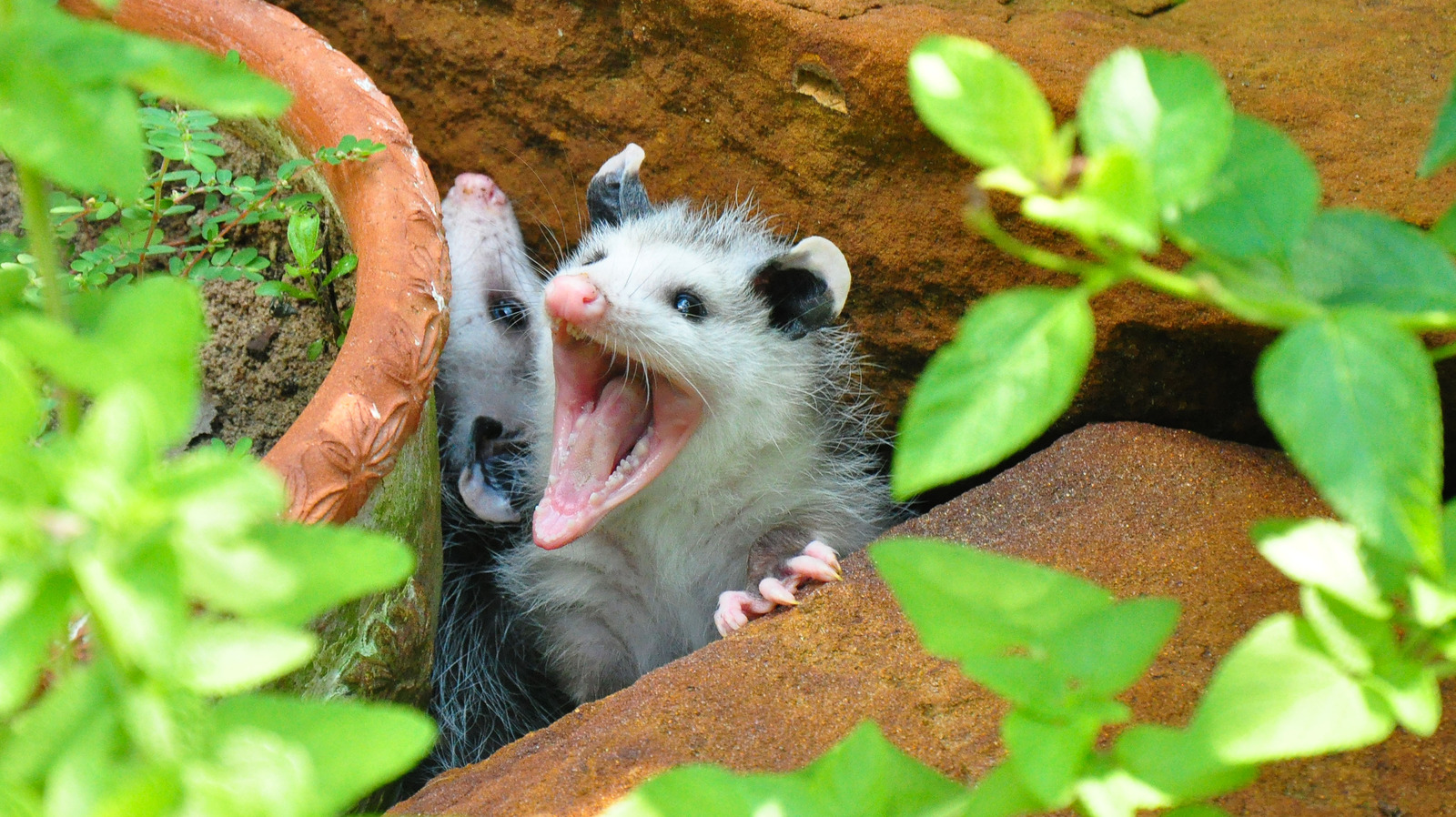 Why Opossums Keep Raiding Your Garden Plot (Simple Fixes)