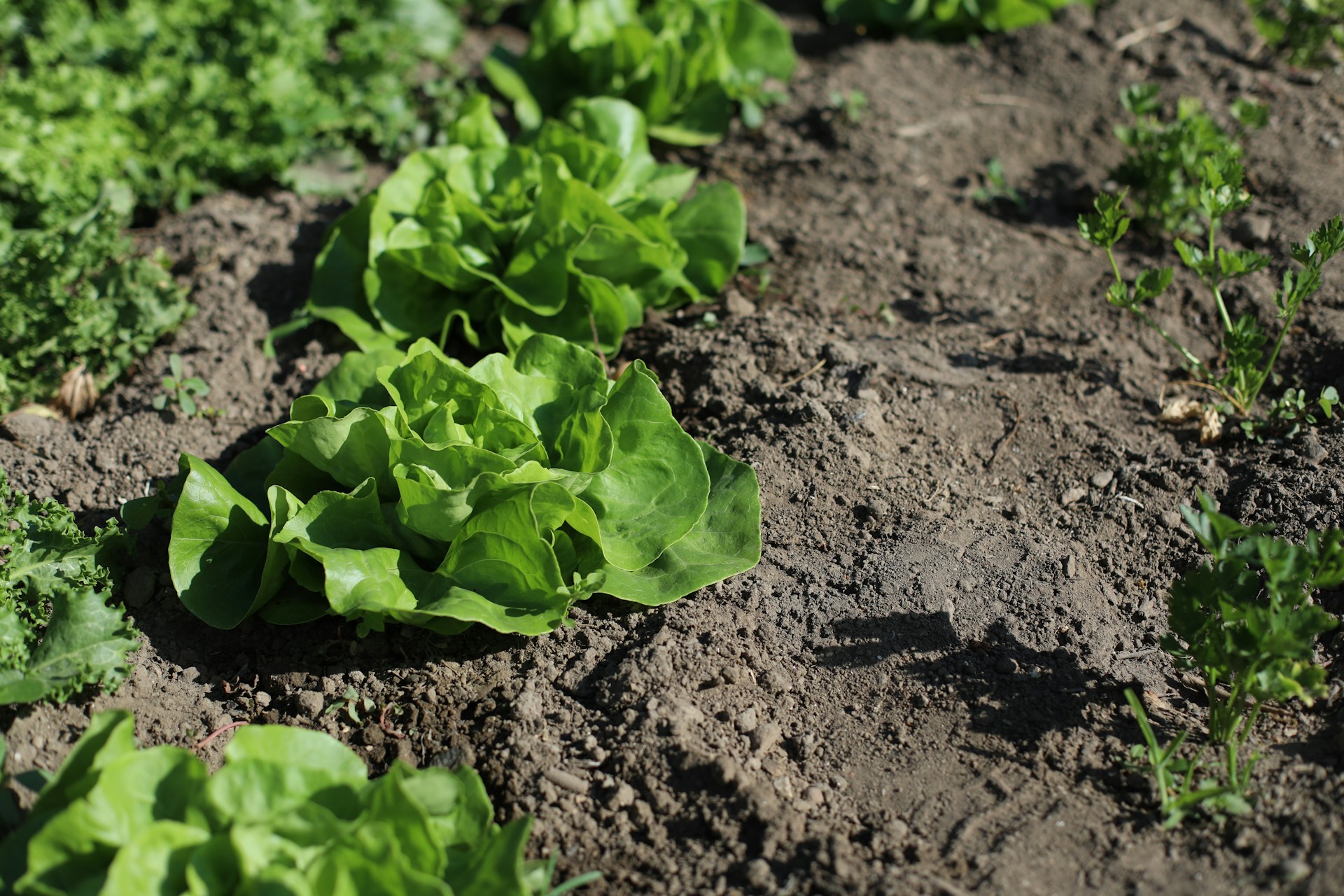 Sustainable Land Management for Garden Plots