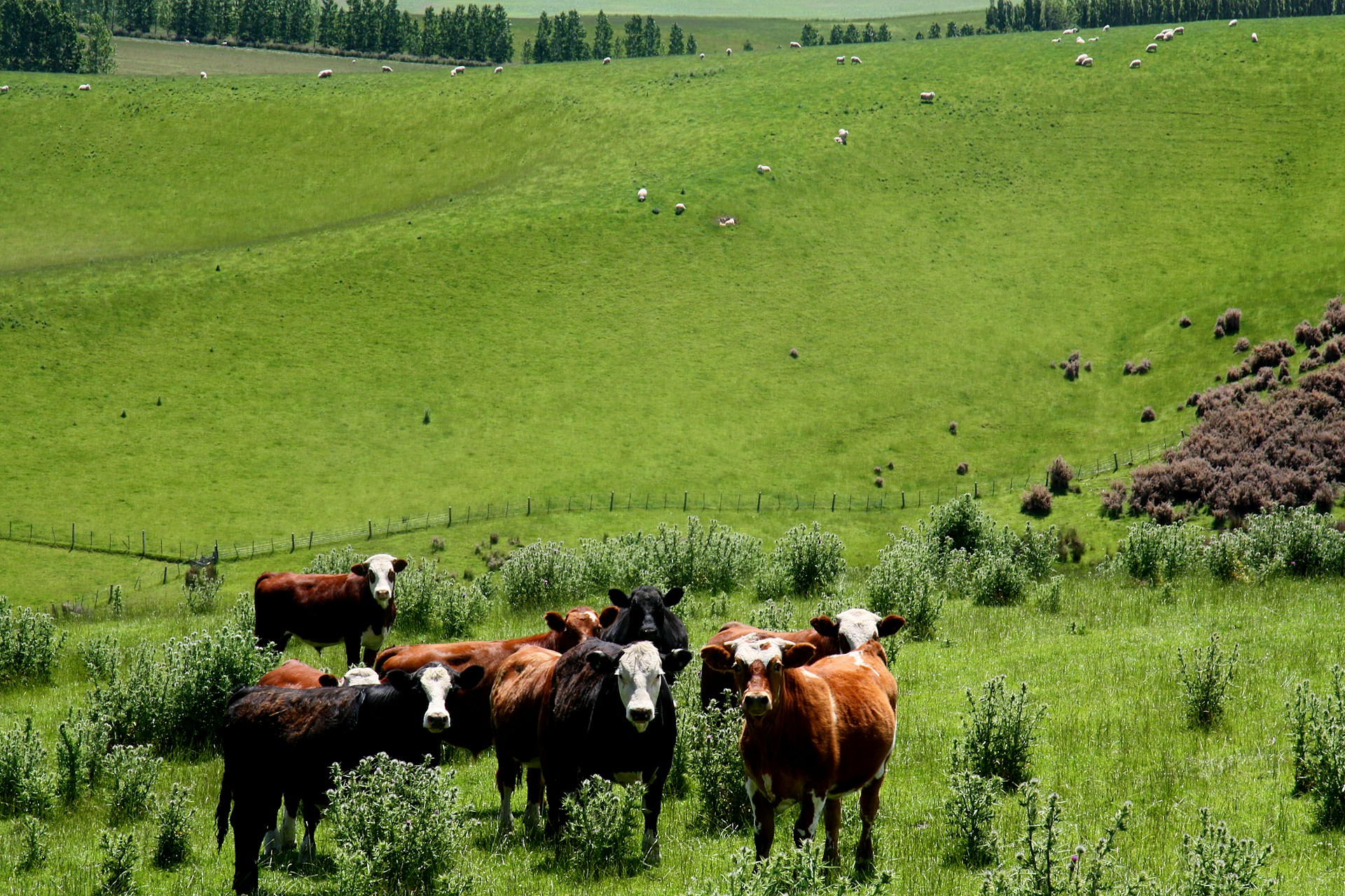 Boosting Farm Safety and Livestock Control