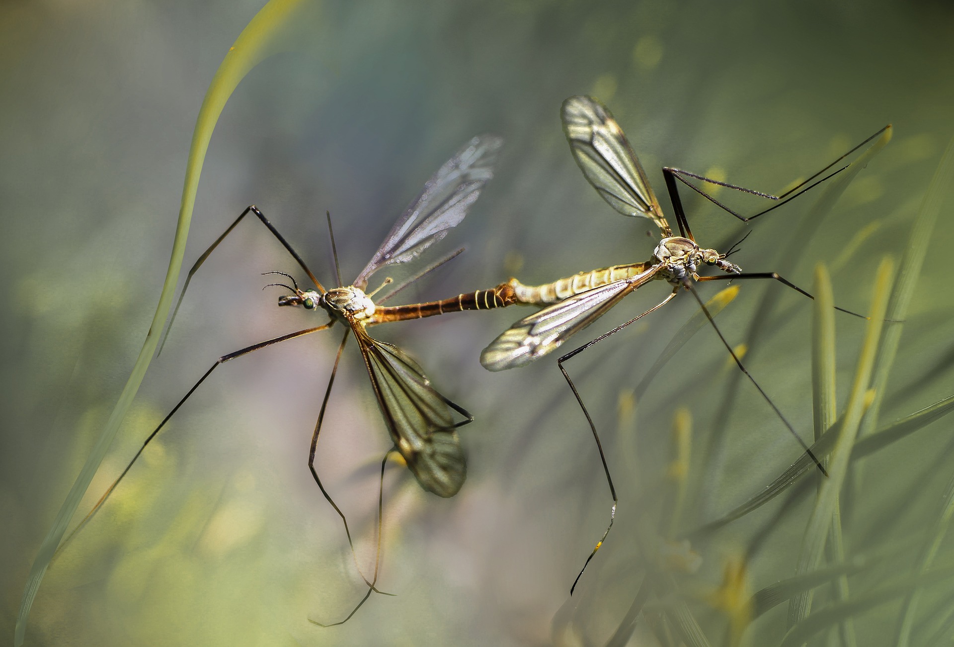 Tips for Keeping Mosquitoes out of Your Yard