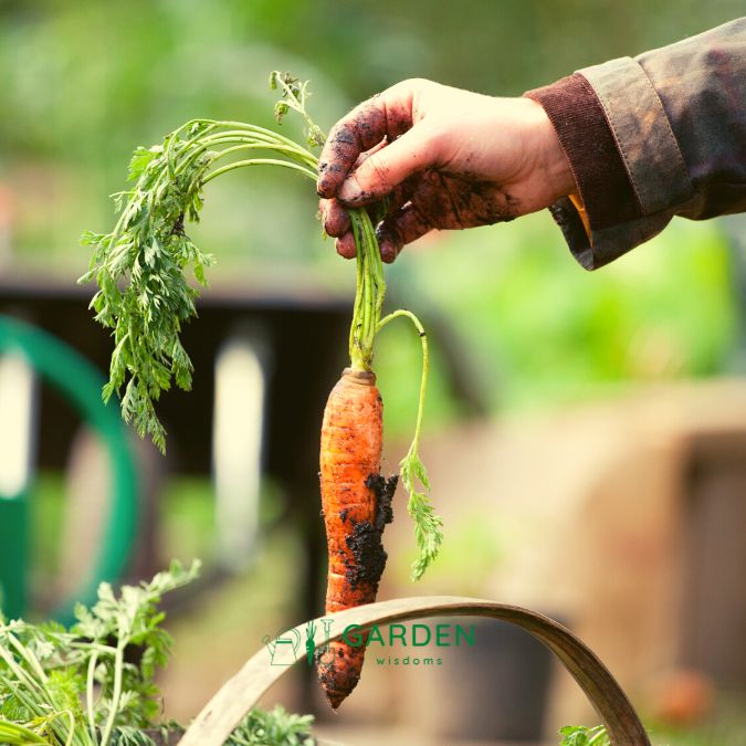 Organic Gardening for a Greener Future: A GardenWisdoms.com Special