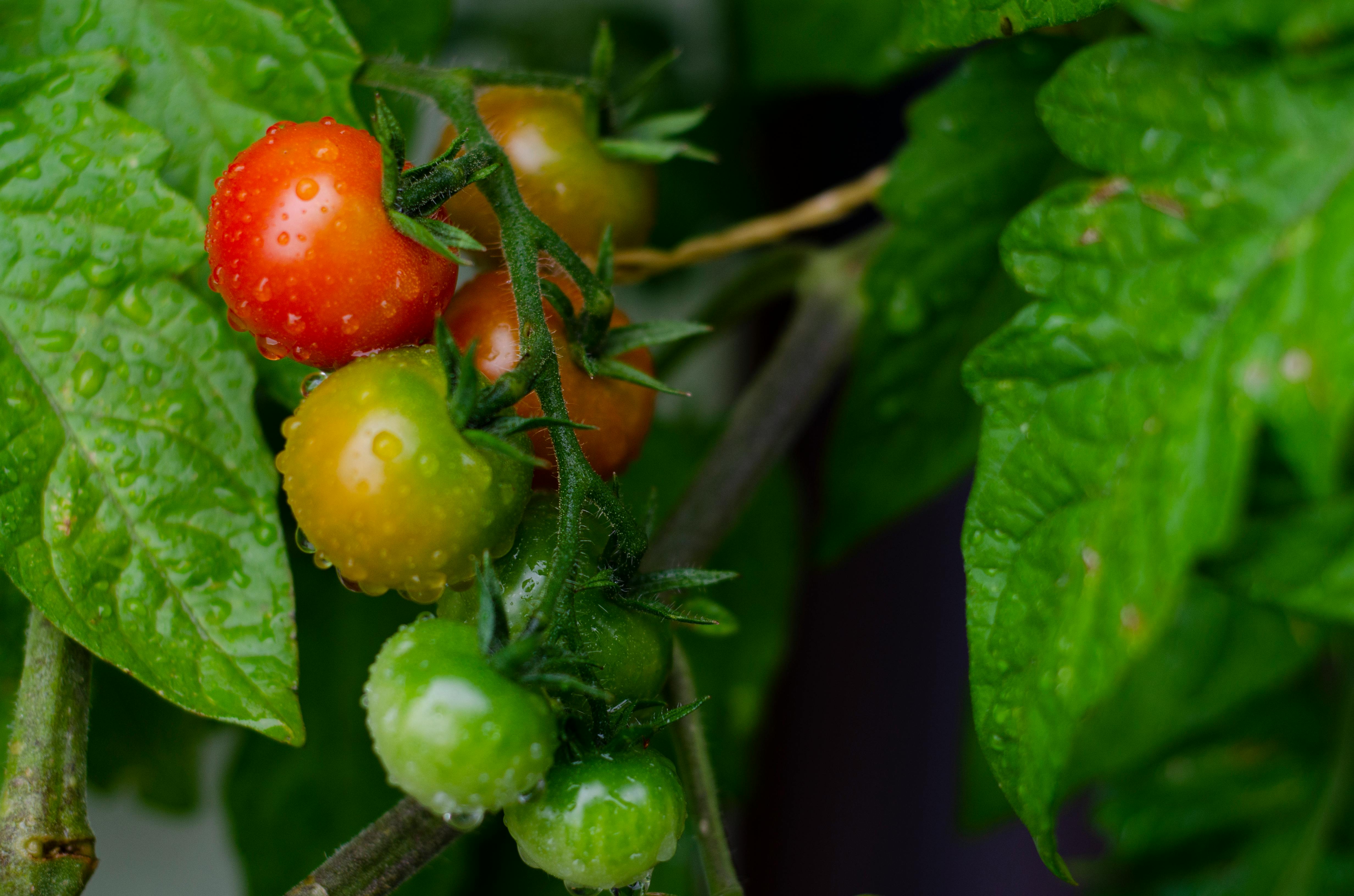 Before You Plant Another Tomato, Check These 3 Things First