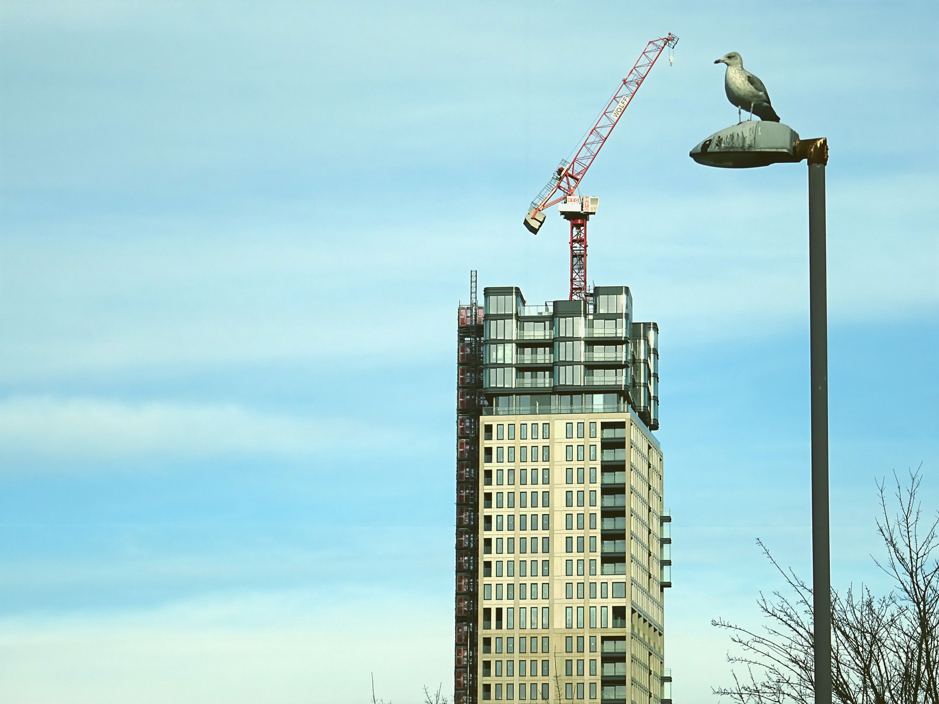 How to stop birds at a construction site