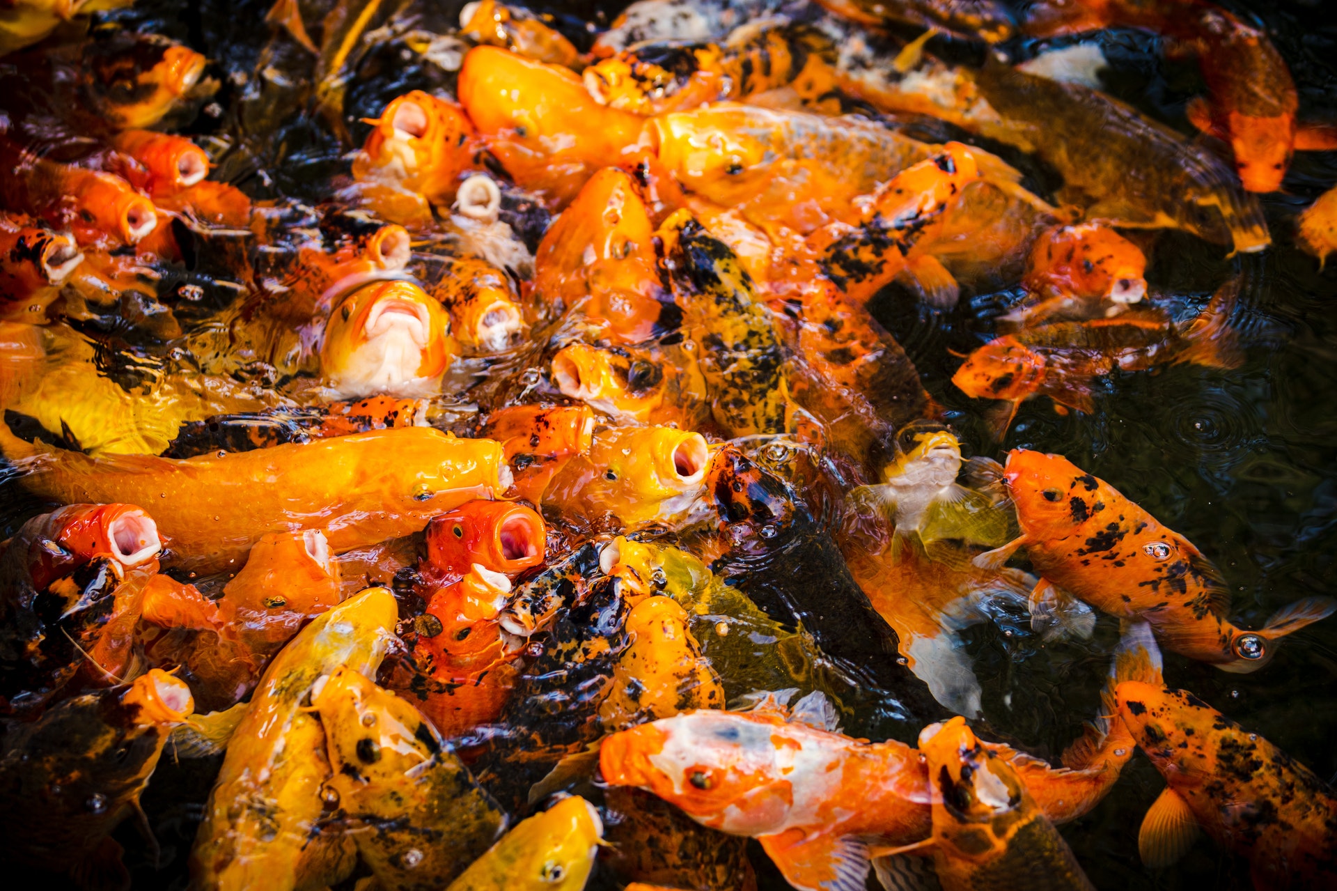 Koi Pond Maintenance in a Few Simple Steps