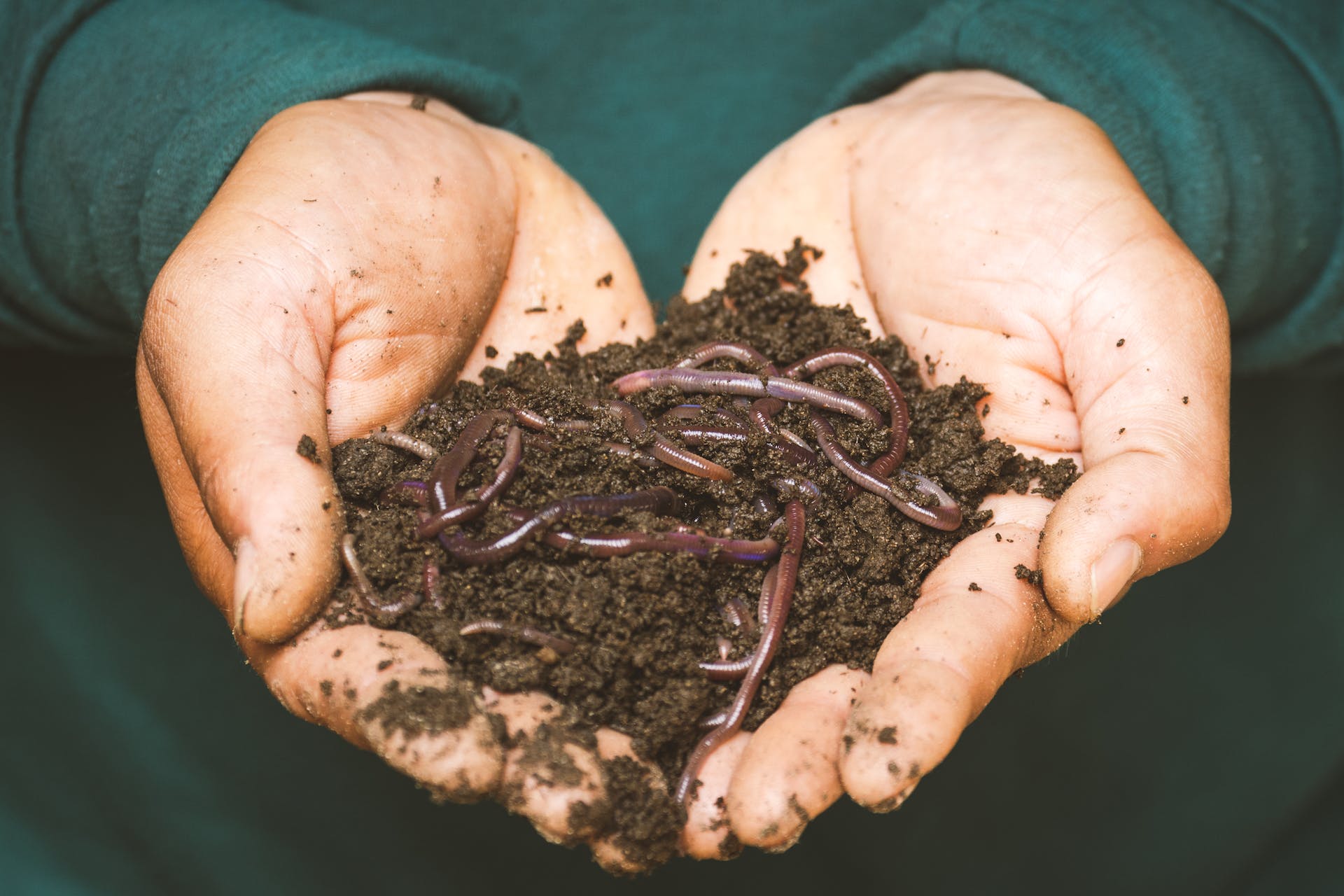 The Benefits of Worm Castings: A Closer Look at Soil Regeneration